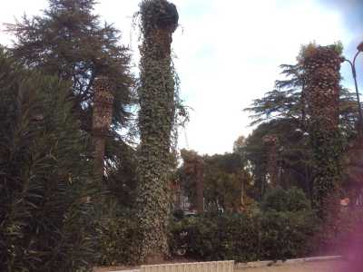 Resti di palme nel giardino dell'Istituto oncologico: i tronchi ormai privi di chioma si fanno largo tra la vegetazione e l'edera
